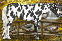 Horse Color:Liver Chestnut Mushroom Appaloosa 