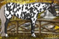 Horse Color:Liver Chestnut Mushroom Near Leopard 