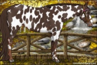 Horse Color:Liver Chestnut Appaloosa 
