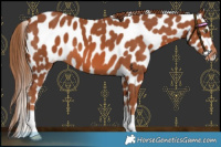 Horse Color:Chestnut Appaloosa 