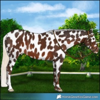 Horse Color:Liver Chestnut Mushroom Near Leopard 