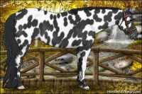 Horse Color:Black Near Leopard 