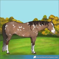 Horse Color:White Spotted Liver Red Dun Splash 