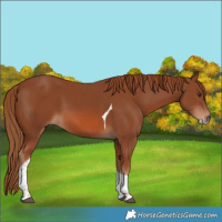 Horse Color:Chestnut Sabino Tobiano