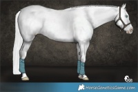 Horse Color:Platinum Cremello Roan Appaloosa Rabicano 