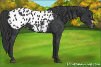 Horse Color:Black Appaloosa
