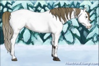 Horse Color:Buckskin Roan Near Fewspot