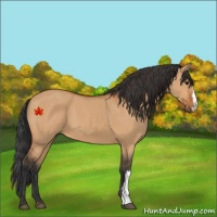 Horse Color:Bay Dun 
