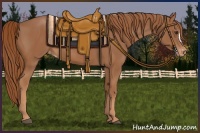 Horse Color:Chestnut Appaloosa 