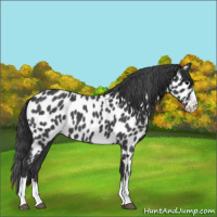 Horse Color:Blue Roan Splash Frame Appaloosa 