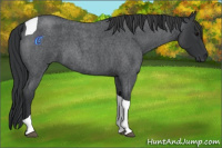 Horse Color:Blue Roan Tobiano