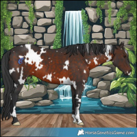 Horse Color:White Spotted Brown