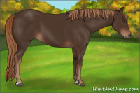Horse Color:Liver Chestnut 