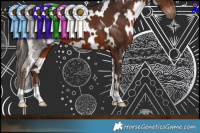 Horse Color:White Spotted Liver Chestnut