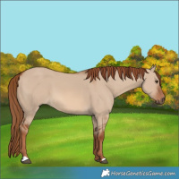 Horse Color:Red Dun 