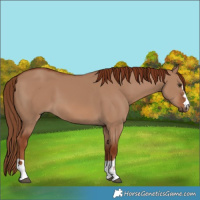 Horse Color:Red Dun 