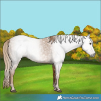 Horse Color:Gray Chestnut 
