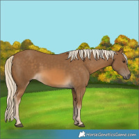 Horse Color:Chocolate Palomino 
