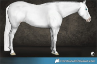 Horse Color:Platinum Chocolate Palomino Roan Pearl Appaloosa Rabicano 