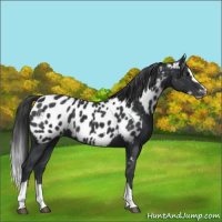 Horse Color:Black Splash Frame Appaloosa 
