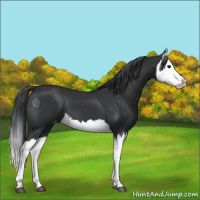 Horse Color:Black Splash Appaloosa