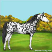 Horse Color:Black Splash Appaloosa 