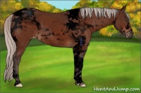 Horse Color:Void Silver Brown Tobiano Appaloosa Rabicano 