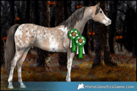 Horse Color:Black Sabino Tobiano Appaloosa  and Amber Champagne Sabino Tobiano 