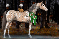 Horse Color:Black Sabino Tobiano Appaloosa  and Amber Champagne Sabino Tobiano 