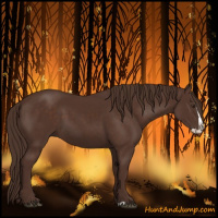 Horse Color:Liver Chestnut Splash 