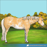 Horse Color:White Spotted Palomino Frame 