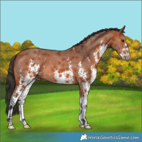 Horse Color:Bay Sabino 