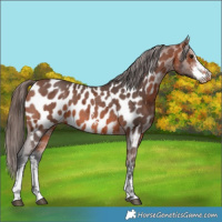 Horse Color:Bay Sabino Appaloosa 