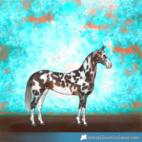Horse Color:White Spotted Brown Appaloosa 