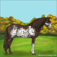 Horse Color:Liver Chestnut  and Liver Chestnut Frame 