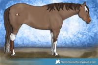 Horse Color:Liver Red Dun  and Liver Red Dun Splash 