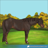 Horse Color:Liver Chestnut  and Liver Chestnut 