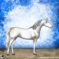 Horse Color:White Spotted Red Dun Rabicano  and White Spotted Palomino Dun Rabicano 