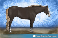 Horse Color:Liver Chestnut  and Liver Chestnut Splash 