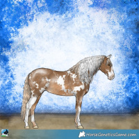 Horse Color:White Spotted Chocolate Palomino Sabino Rabicano