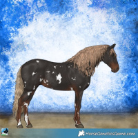Horse Color:White Spotted Liver Chestnut Rabicano 