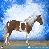 Horse Color:Chocolate Palomino Tobiano 