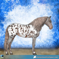 Horse Color:White Spotted Liver Chestnut Blanket 