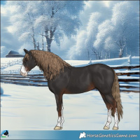 Horse Color:Liver Chestnut Sabino 