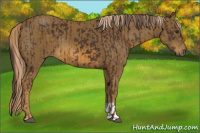 Horse Color:Liver Chestnut  and Chocolate Palomino 