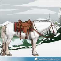 Horse Color:Gray Gold Champagne Appaloosa 