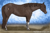 Horse Color:Liver Chestnut  and Liver Chestnut Appaloosa 