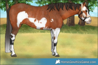 Horse Color:Bay Splash Frame and Bay Splash Frame Rabicano