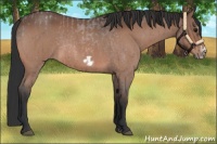 Horse Color:Bay Roan Splash Frame  and Bay Roan Splash Frame 
