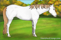 Horse Color:Gold Champagne Near Fewspot 